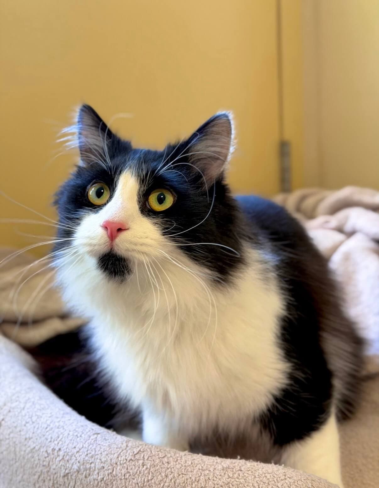 Salem - Domestic Medium Hair available for adoption in Central Coast