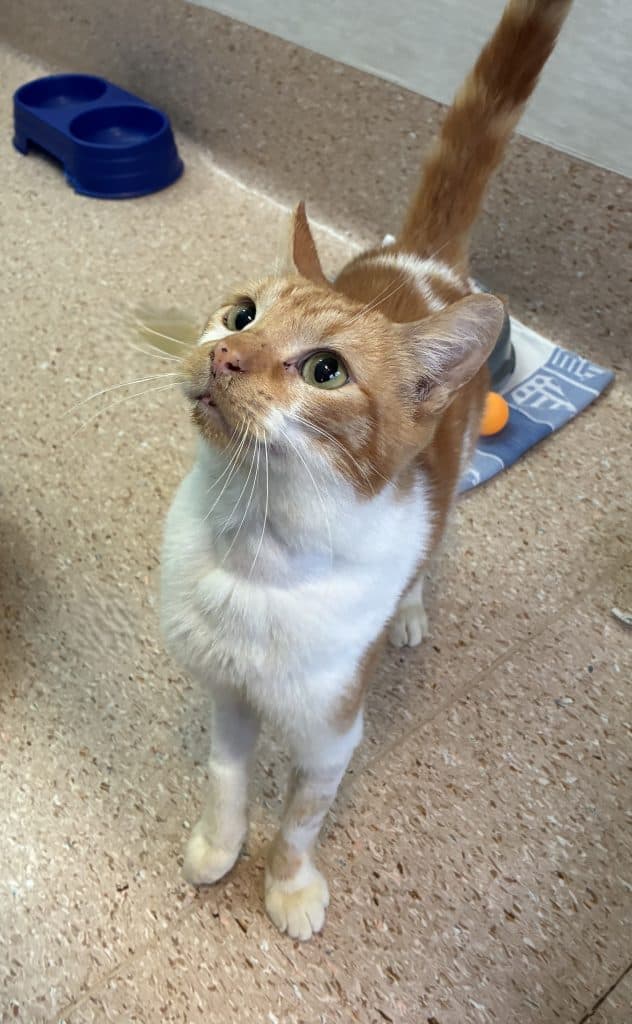 Bill - Domestic Short Hair cat available for adoption in Calgary