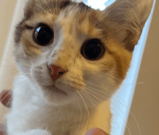 Bella - Domestic Short Hair cat available for adoption at RSPCA NSW in Sydney