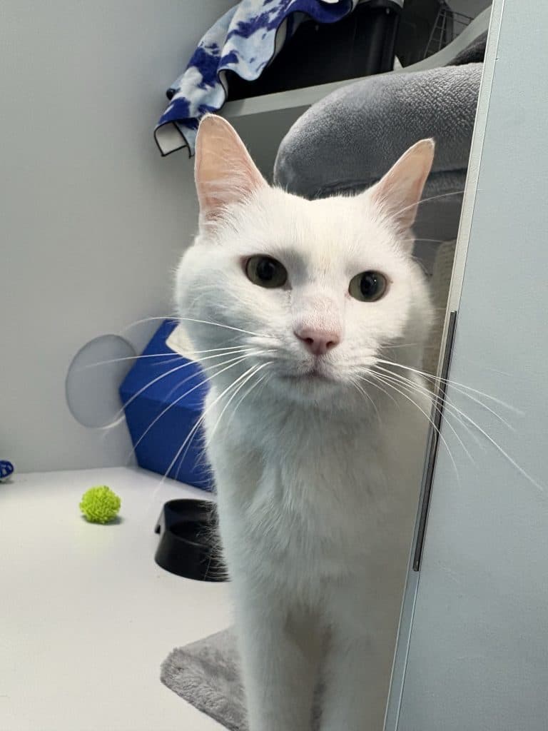 Laughing - Domestic Short Hair cat available for adoption at RSPCA NSW in Sydney