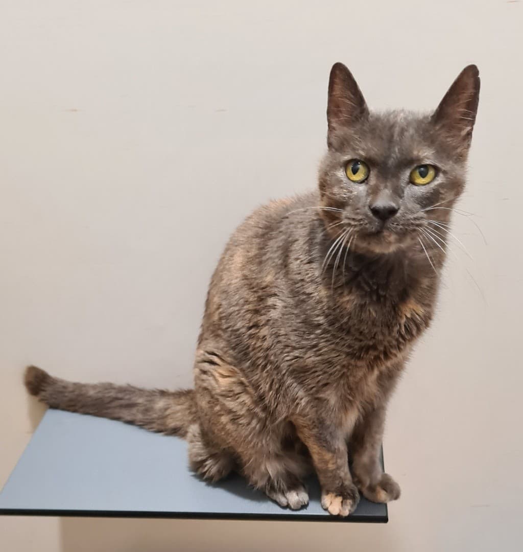 Smokey - Domestic Short Hair cat available for adoption in Wollongong