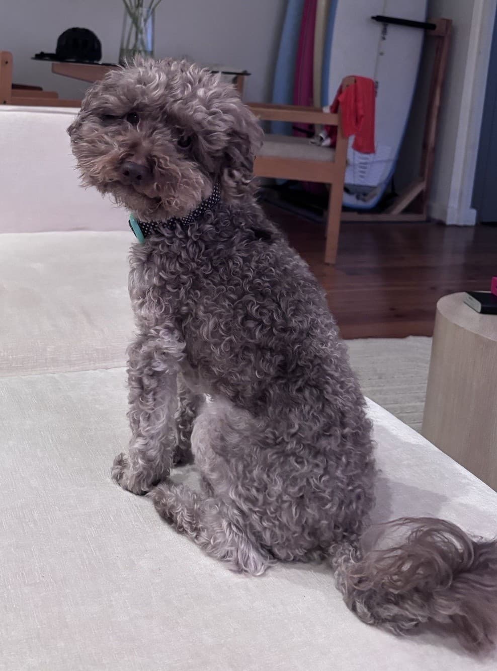 Kong - Poodle (Toy) available for adoption at RSPCA NSW in Sydney