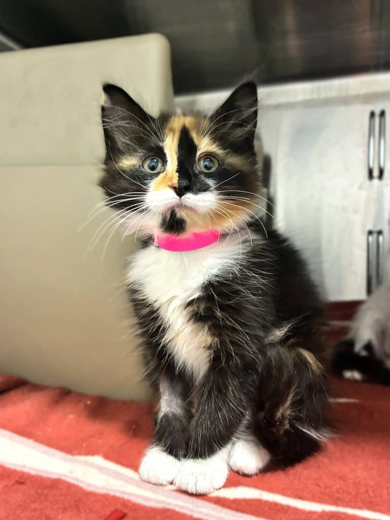 Azalea - Domestic Medium Hair cat available for adoption at RSPCA NSW in Nsw