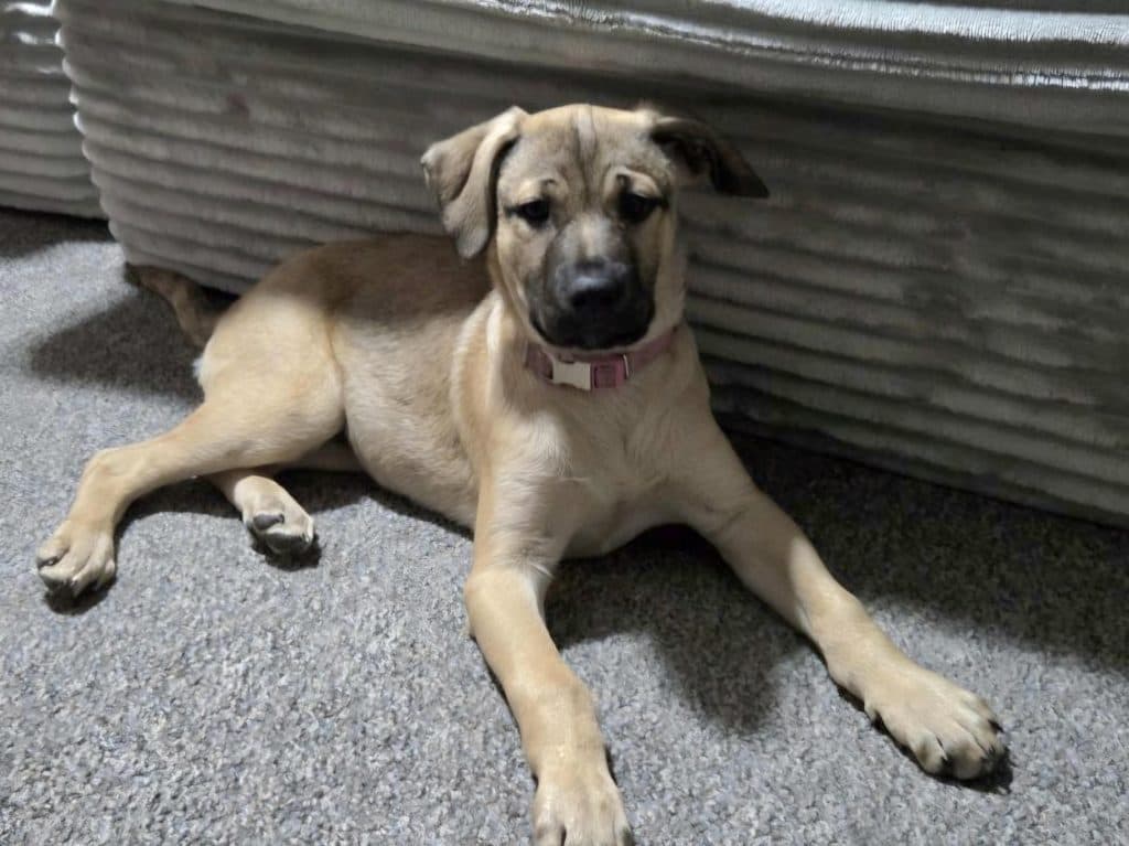 Minnie - Mastiff available for adoption in Sydney
