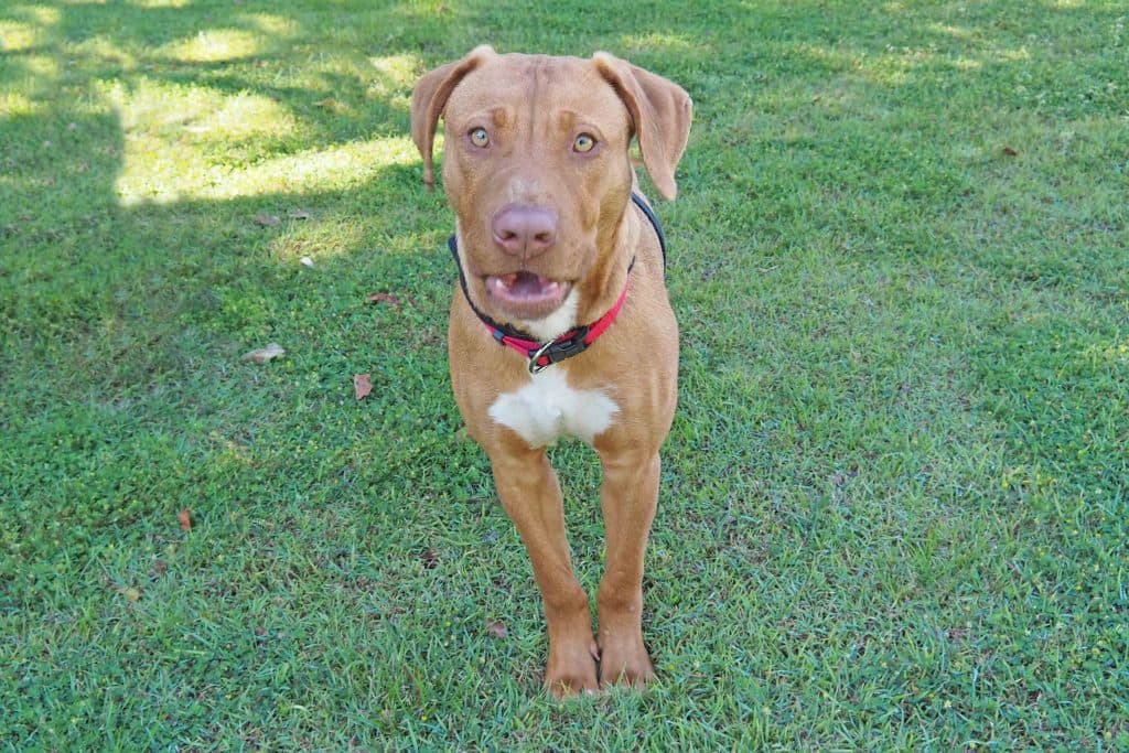 Raffety - Mastiff / Rhodesian Ridgeback available for adoption in Coffs Harbour