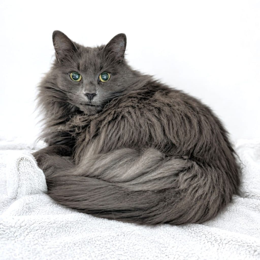 Kiki - Turkish Angora cat available for adoption at RSPCA NSW in Sydney