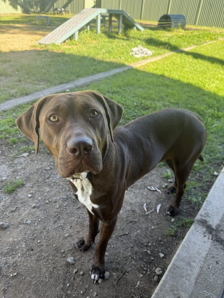 Luna - Labrador Retriever / Staffordshire Bull Terrier available for adoption in Sydney