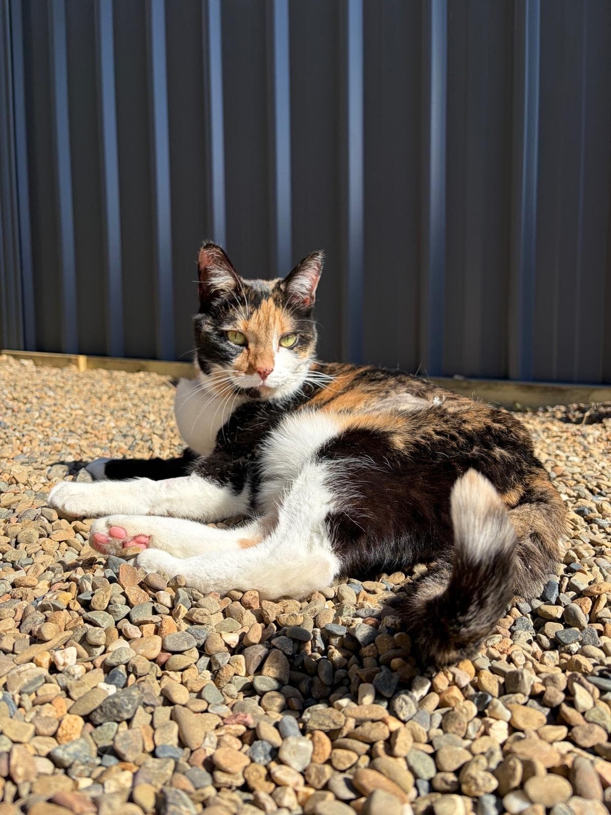 Georgie - Domestic Short Hair cat available for adoption at RSPCA NSW in Sydney