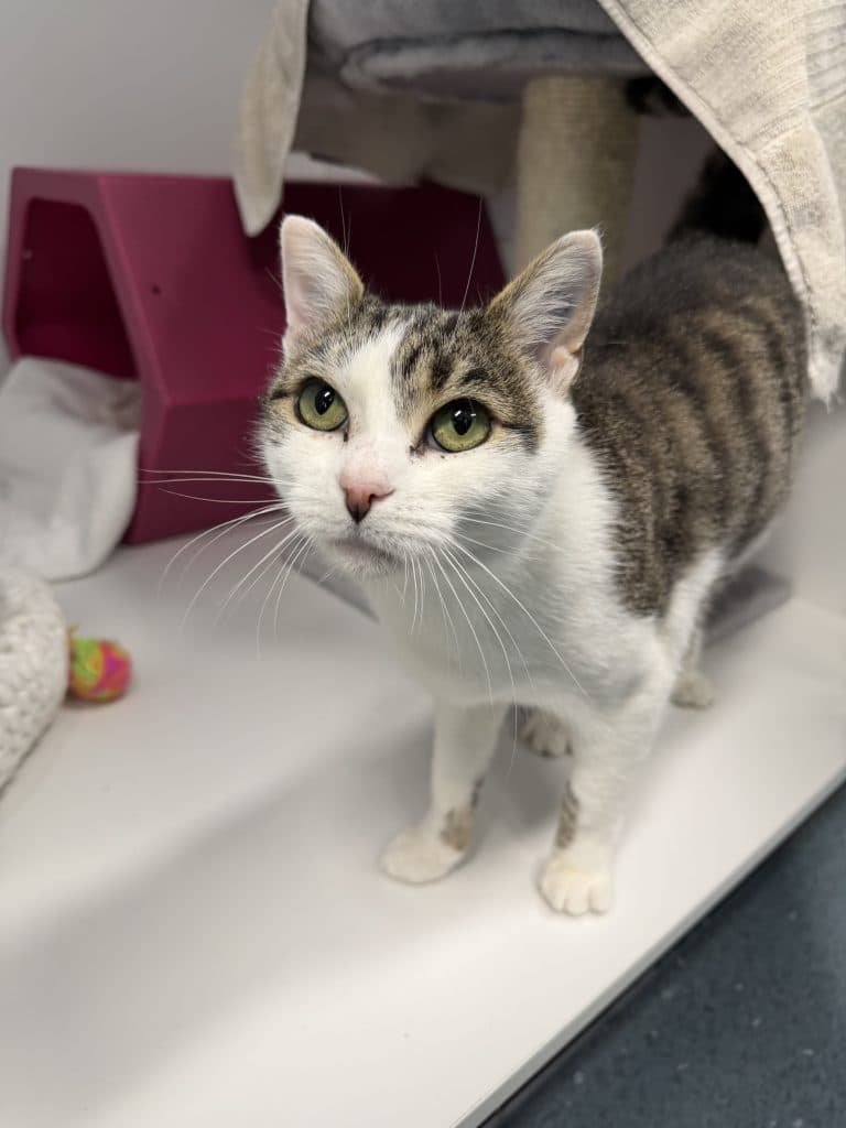 Seraphina - Domestic Short Hair cat available for adoption at RSPCA NSW in Sydney