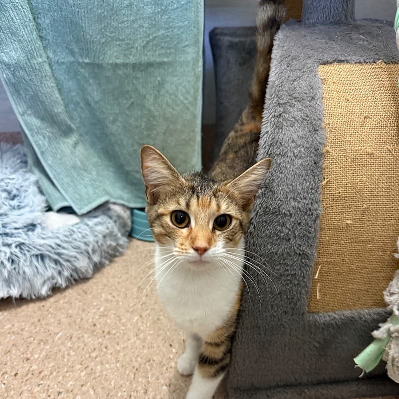 Gladys - Domestic Short Hair cat available for adoption at RSPCA NSW in Newcastle