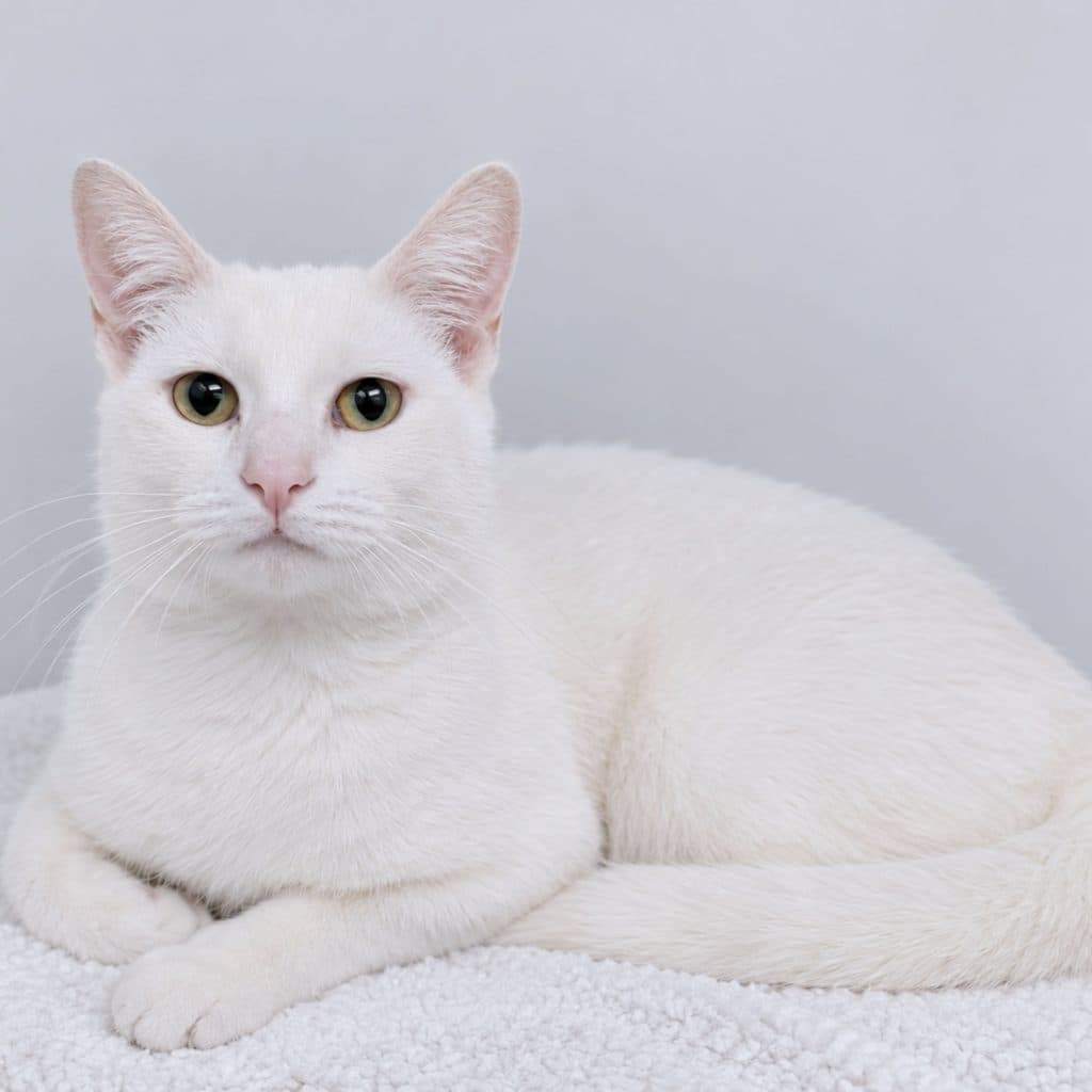 Brie - Domestic Short Hair cat available for adoption at RSPCA NSW in Sydney