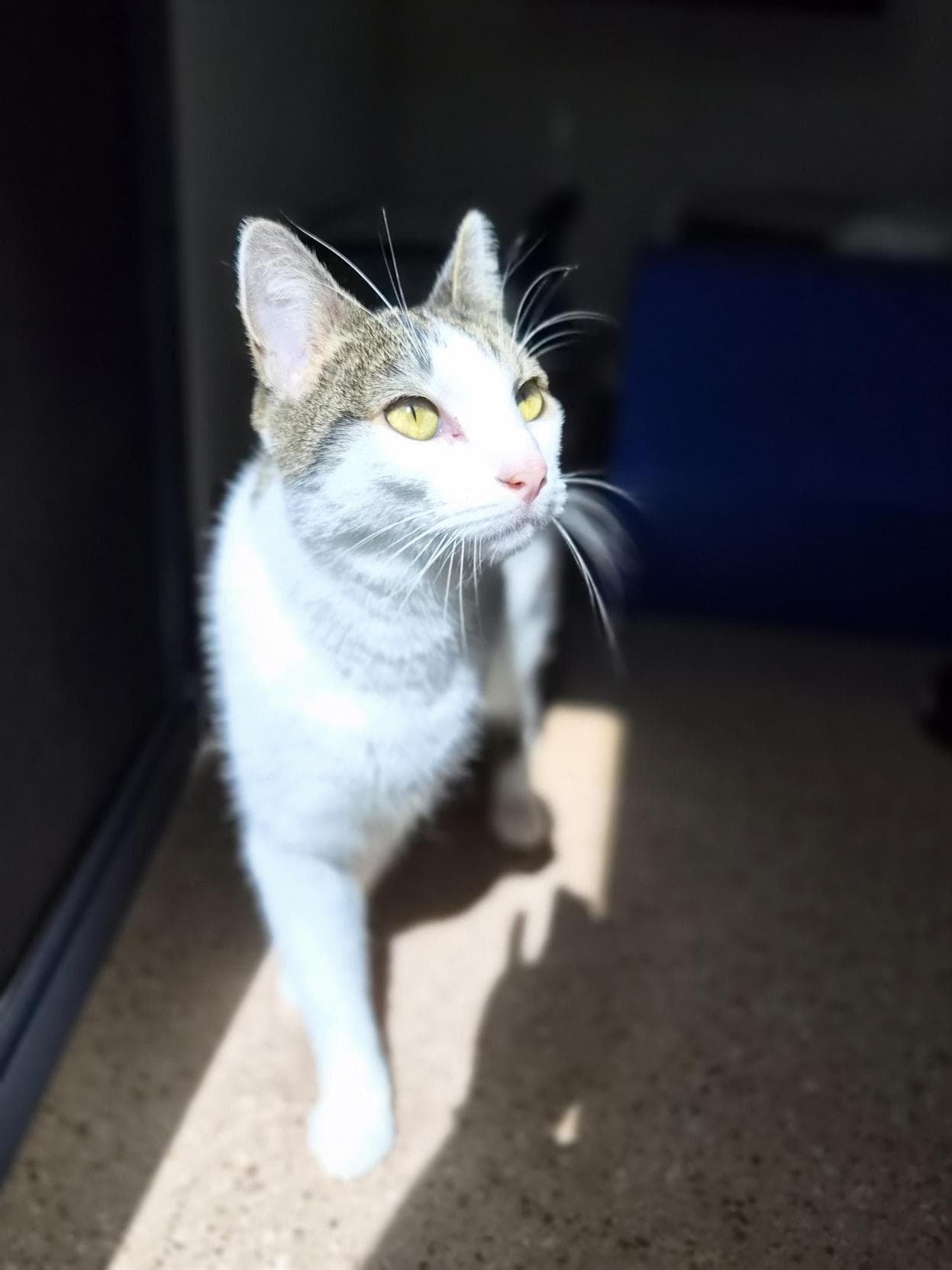 Albion - Domestic Medium Hair cat available for adoption at RSPCA NSW in Sydney