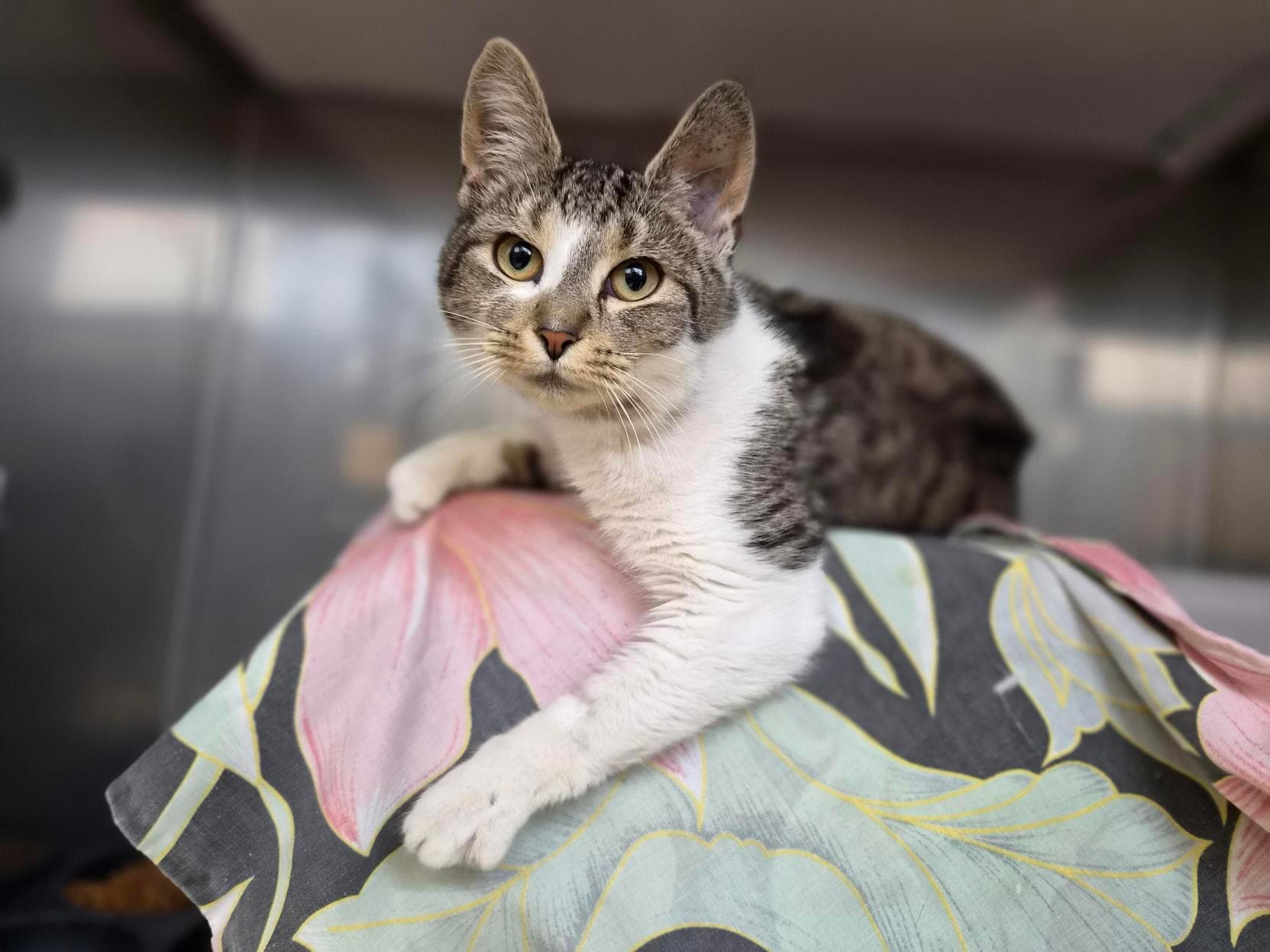 Heather - Domestic Short Hair cat available for adoption at RSPCA NSW in Sydney