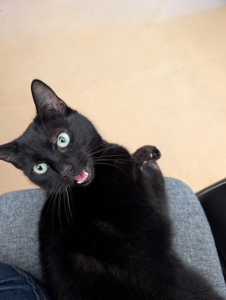 Lucy - Domestic Short Hair cat available for adoption at RSPCA NSW in Sydney