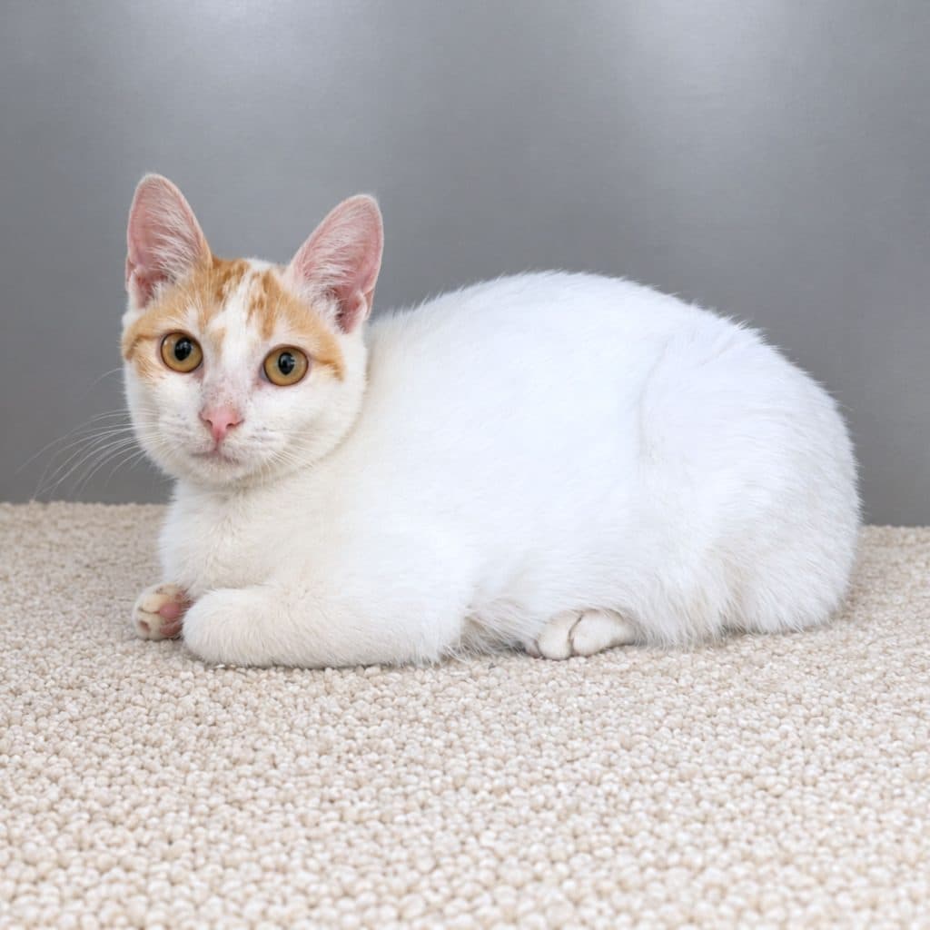 Petunia - Domestic Short Hair cat available for adoption at RSPCA NSW in Sydney