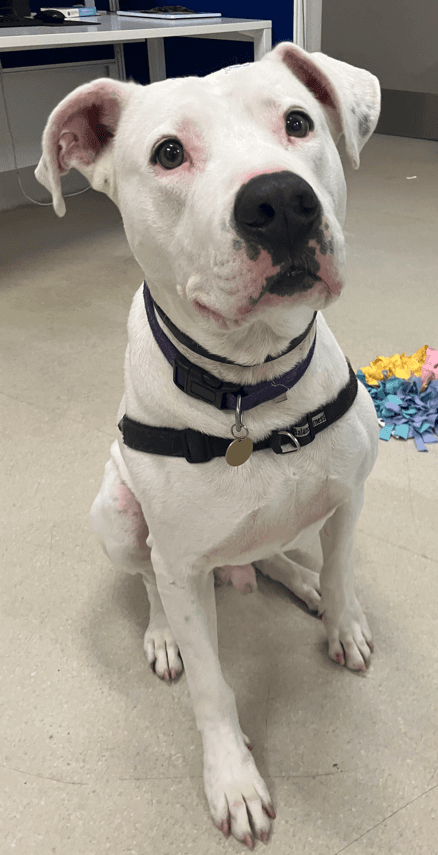 Benji - Great Dane / Staffordshire Bull Terrier available for adoption in Sydney