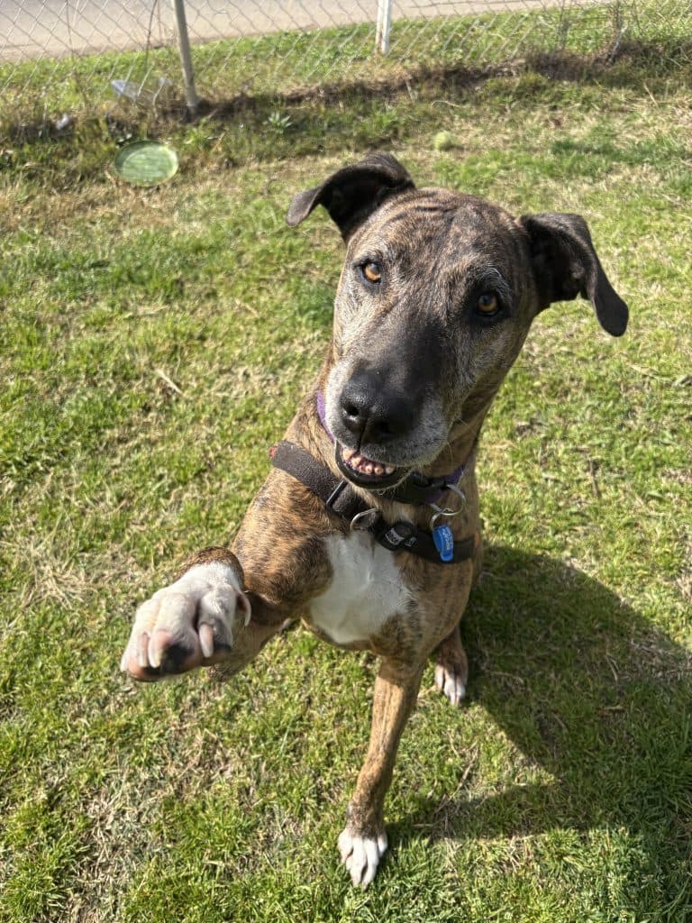 Luna - American Staffordshire Terrier available for adoption in Newcastle