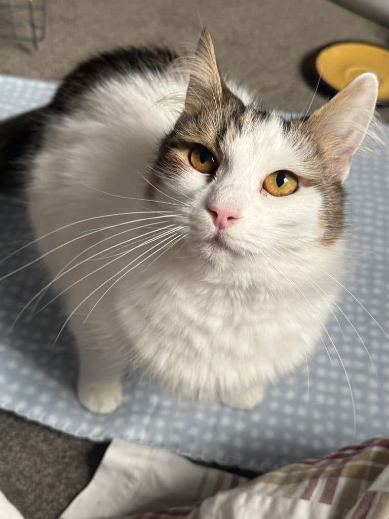 Claire - Domestic Medium Hair cat available for adoption at RSPCA NSW in Sydney
