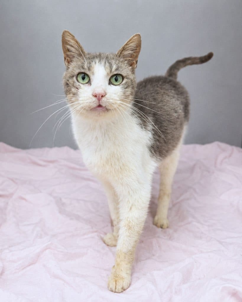Gary - Domestic Short Hair cat available for adoption at RSPCA NSW in Sydney