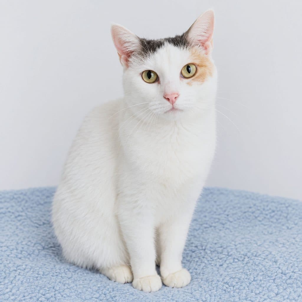 Angel - Domestic Short Hair cat available for adoption in Sydney