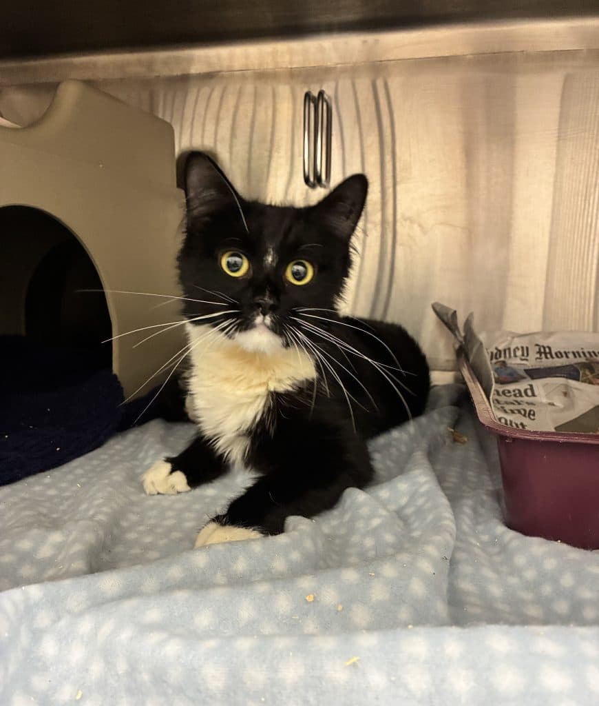 Sophie - Domestic Medium Hair cat available for adoption at RSPCA NSW in Sydney