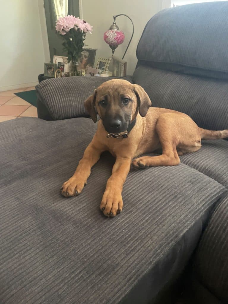 Cruise - Mastiff available for adoption in Sydney