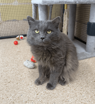 Dwight - Domestic Medium Hair cat available for adoption in Newcastle