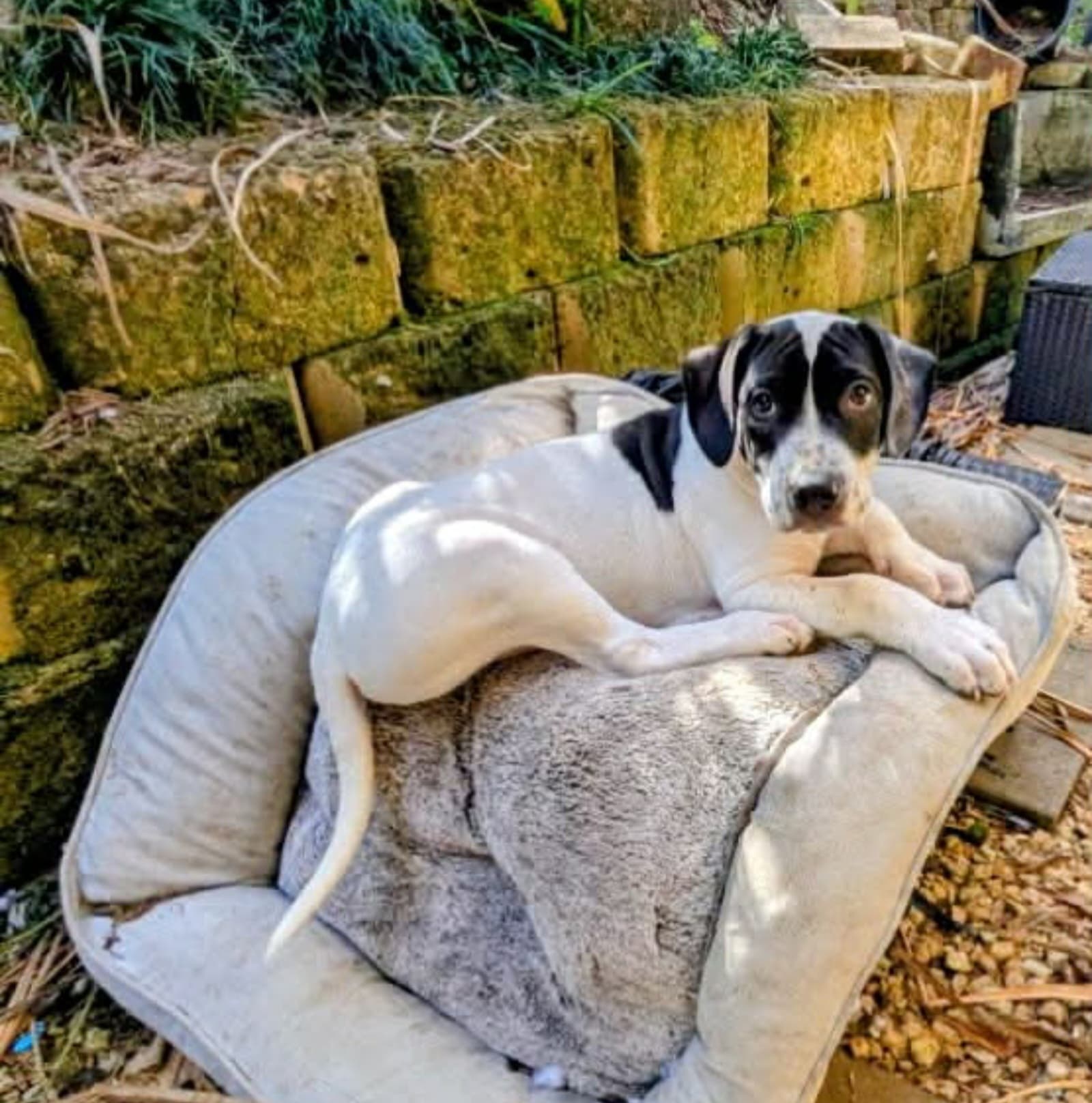 Spud - Staffordshire Bull Terrier / Mastiff available for adoption at RSPCA NSW in Sydney