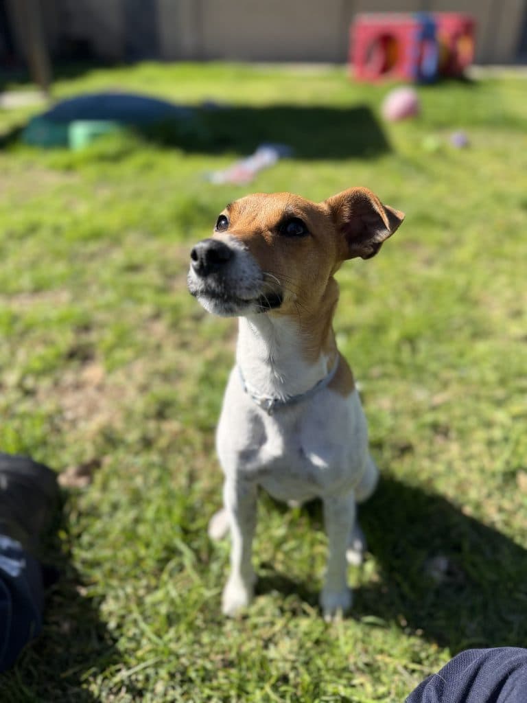 Chevy - Jack Russell Terrier (Smooth) available for adoption in Newcastle
