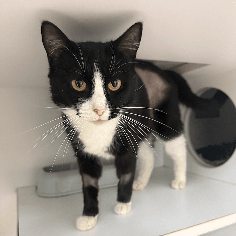 Betty - Domestic Short Hair cat available for adoption in Sydney