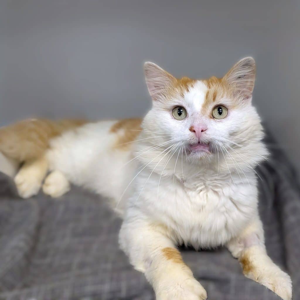 Samson - Domestic Medium Hair cat available for adoption at RSPCA NSW in Sydney