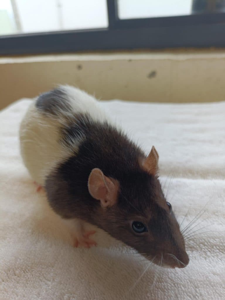 Olive - Rat - Domestic cat available for adoption in Sydney