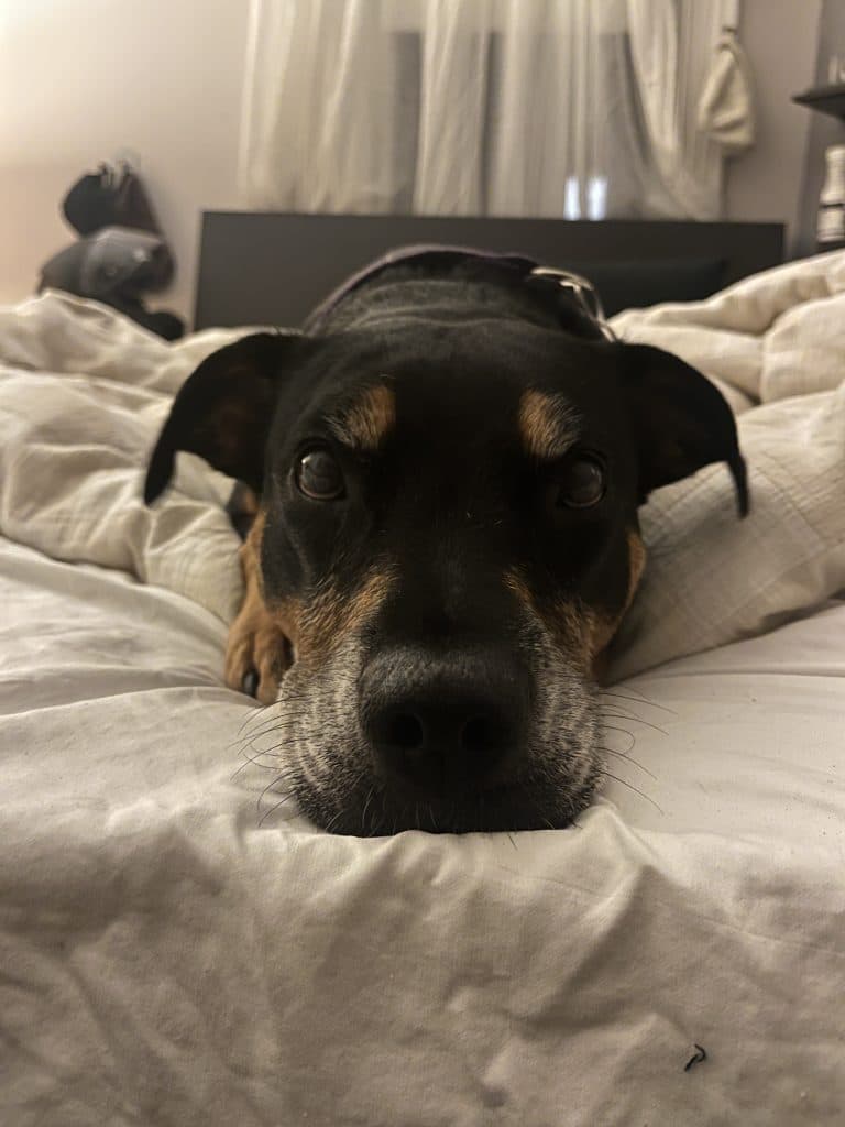 Baby - Staffordshire Bull Terrier / Rottweiler available for adoption in Calgary