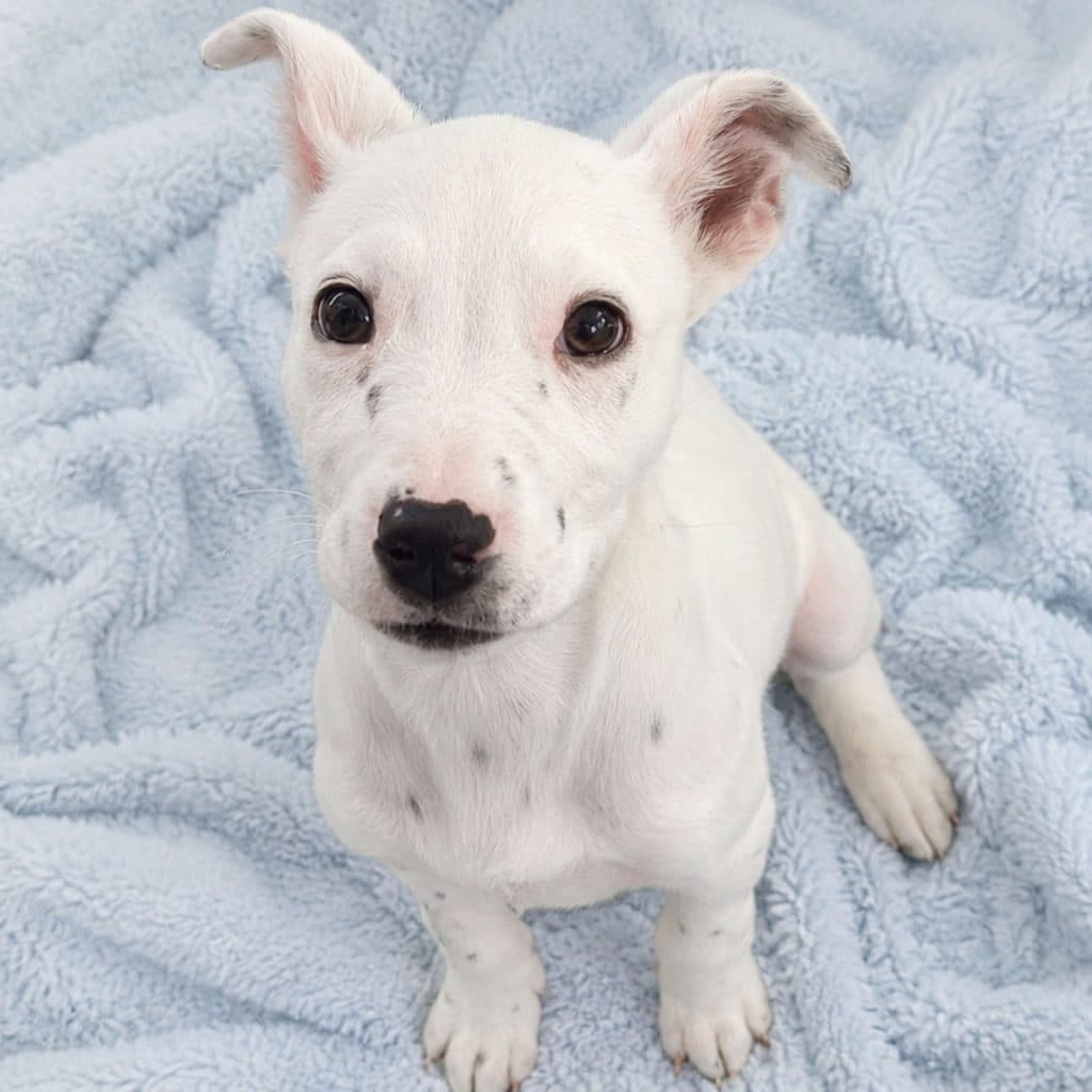 Taro - American Staffordshire Terrier available for adoption in Sydney