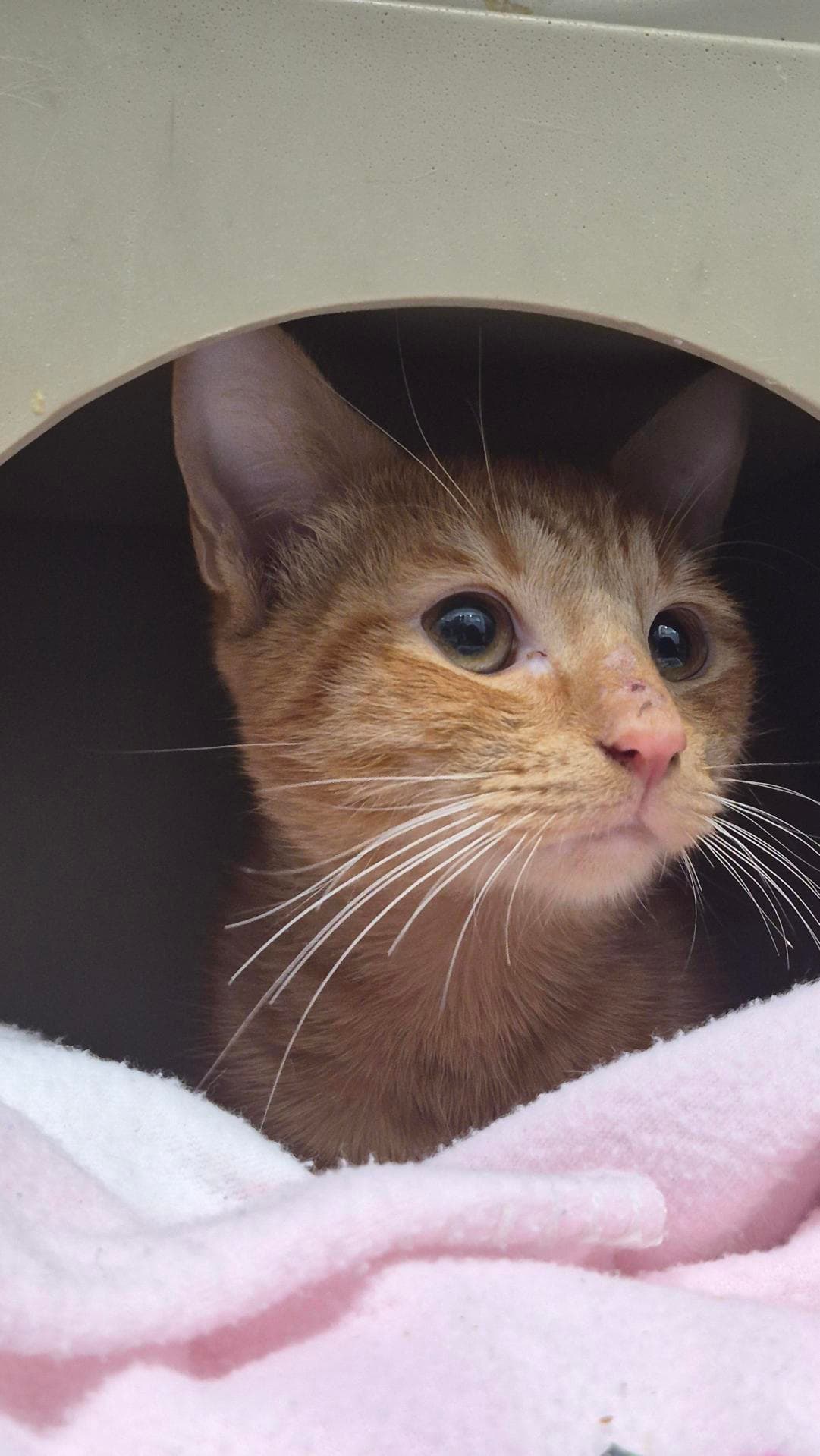 Crunchie - Domestic Short Hair cat available for adoption in Newcastle