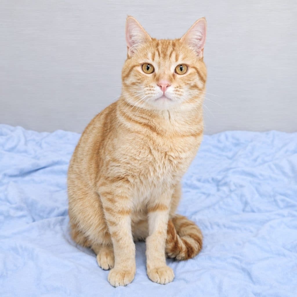 Simba - Domestic Short Hair cat available for adoption at RSPCA NSW in Nsw