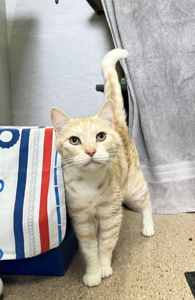 Simba - Domestic Short Hair cat available for adoption at RSPCA NSW in Sydney