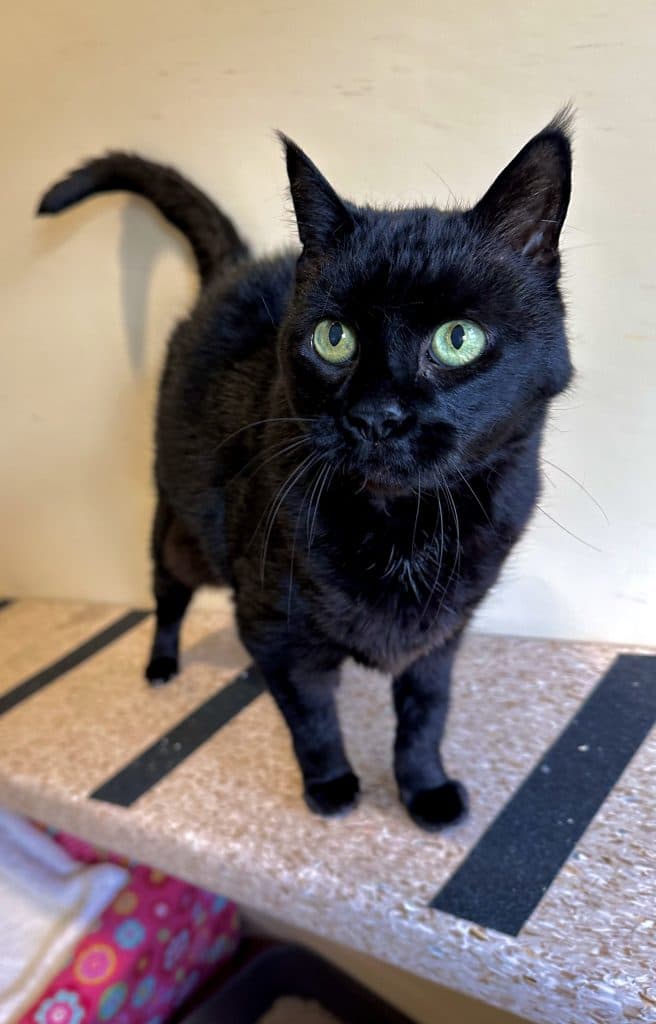 Juanita - Domestic Short Hair cat available for adoption in Calgary