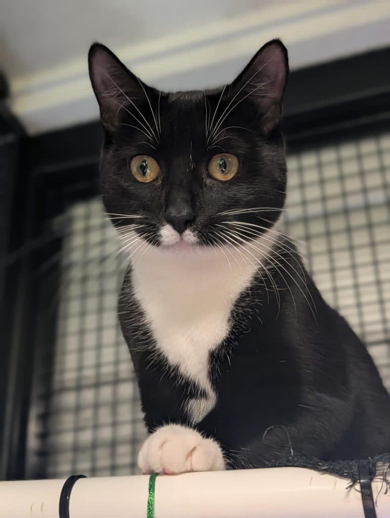 Riley - Domestic Short Hair cat available for adoption at RSPCA NSW in Sydney
