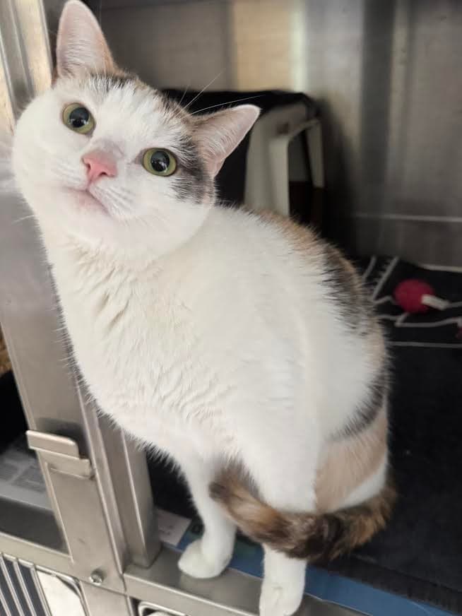 Zara - Domestic Short Hair cat available for adoption at RSPCA NSW in Sydney