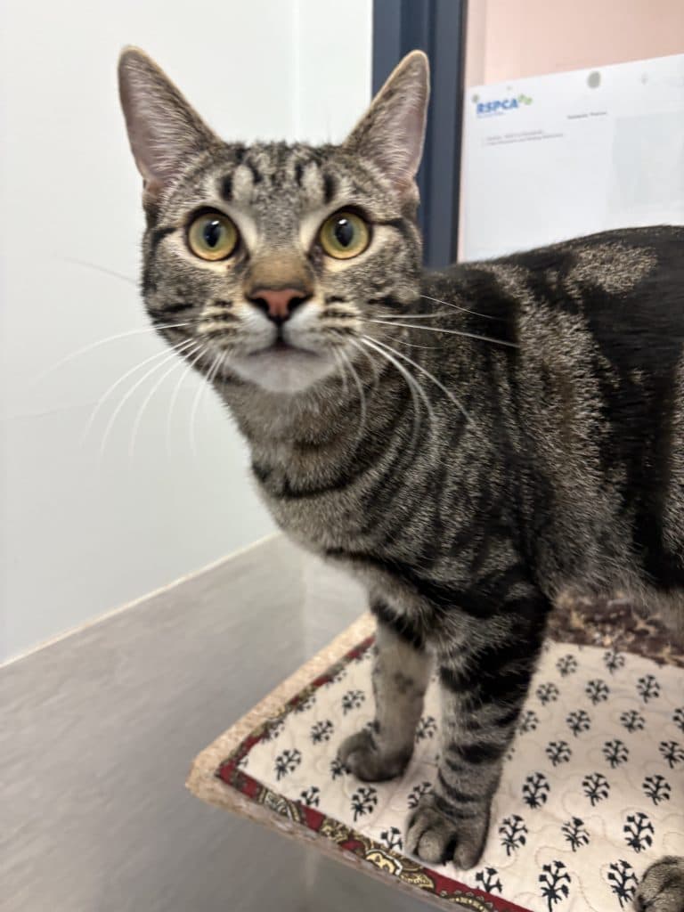 Skipper - Domestic Short Hair cat available for adoption at RSPCA NSW in Sydney