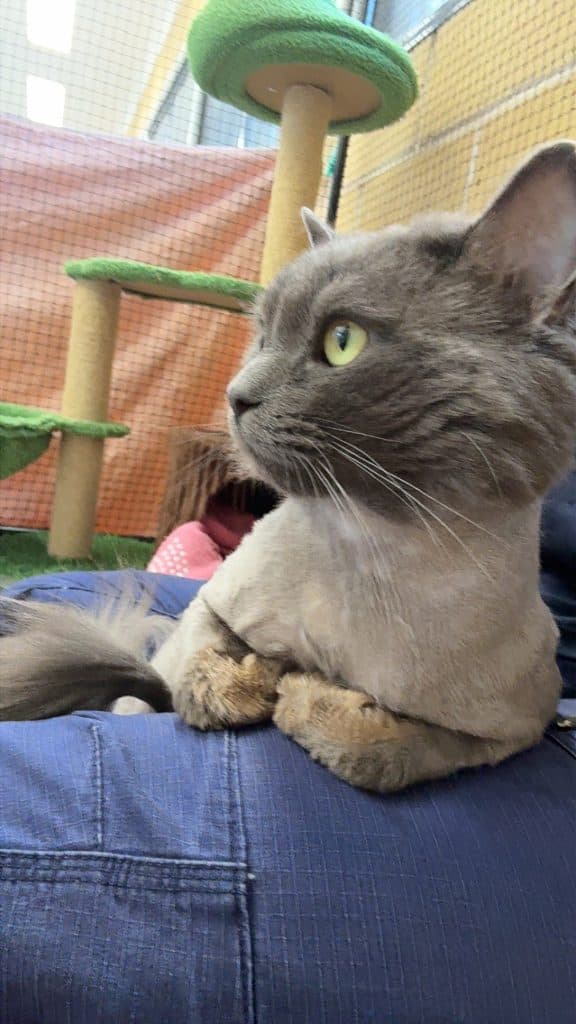 Dwight - Domestic Medium Hair available for adoption in Newcastle