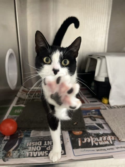 Martey - Domestic Short Hair cat available for adoption at RSPCA NSW in Sydney