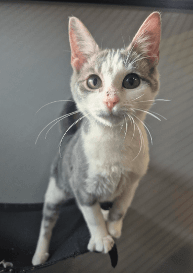 Taylor - Domestic Short Hair cat available for adoption at RSPCA NSW in Sydney