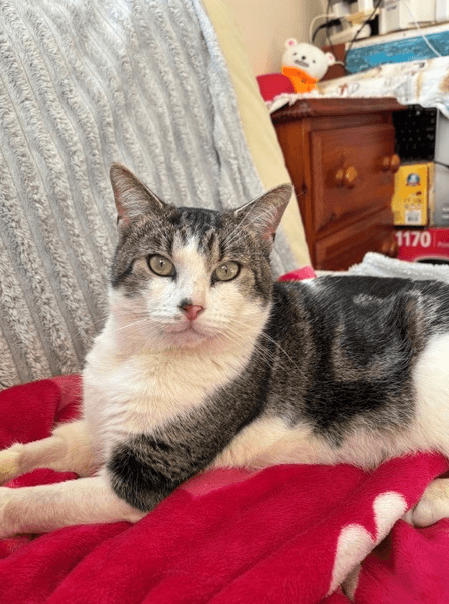 Asher - Domestic Short Hair cat available for adoption at RSPCA NSW in Sydney