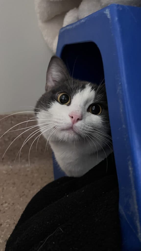 Cartmann - Domestic Short Hair cat available for adoption at RSPCA NSW in Sydney