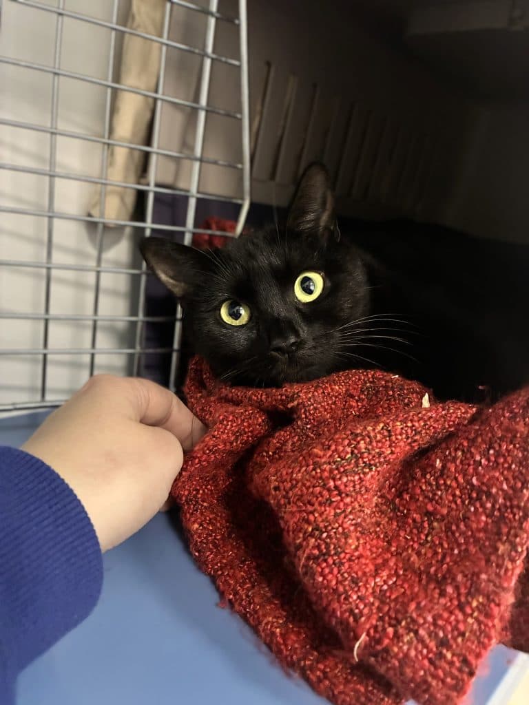 Snowdrop - Domestic Short Hair cat available for adoption at RSPCA NSW in Sydney