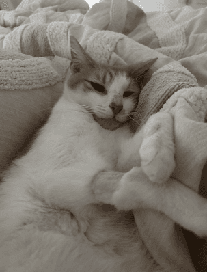Peach - Domestic Short Hair cat available for adoption at RSPCA NSW in Sydney