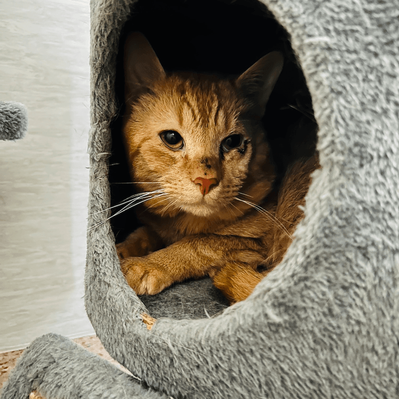 Charlie - Domestic Short Hair available for adoption in Newcastle