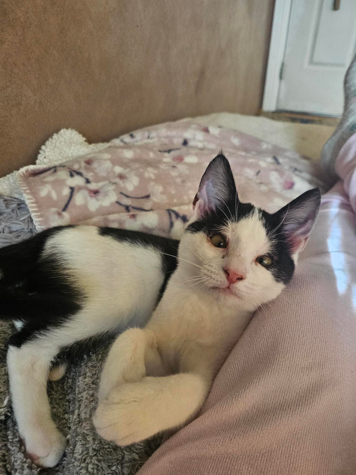 Nessie - Domestic Short Hair cat available for adoption at RSPCA NSW in Sydney